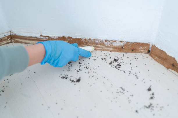 Best Pest Prevention Services  in South Portland, ME
